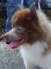 Guinness the Pom
