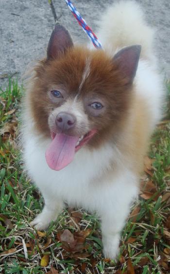 Guinness the Pom