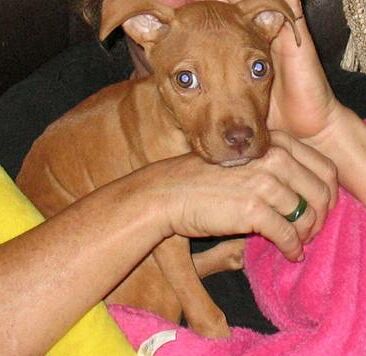 Willow the Puppy