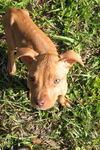 Willow the Puppy