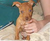 Willow the Puppy