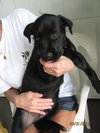 Roman the Lab Mix Puppy