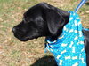 Roman the Lab Mix Puppy
