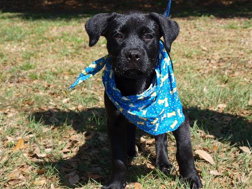 Roman the Lab Mix Puppy