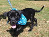 Roman the Lab Mix Puppy