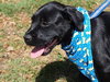 Roman the Lab Mix Puppy