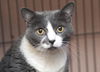 Athena the Wise Lady (declawed)