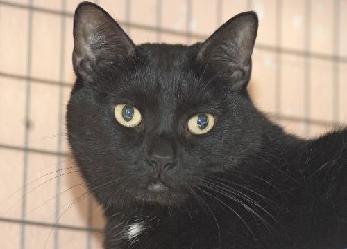 Barnaby the Super Loving Boy  (declawed)