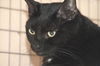 Barnaby the Super Loving Boy  (declawed)