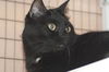 Barnaby the Super Loving Boy  (declawed)