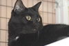 Barnaby the Super Loving Boy  (declawed)