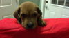 Sheldon the Hound Mix Puppy