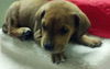 Sheldon the Hound Mix Puppy