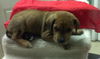 Sheldon the Hound Mix Puppy