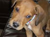 Sheldon the Hound Mix Puppy