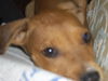 Sheldon the Hound Mix Puppy