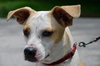 Angel the Beagle Mix