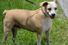Angel the Beagle Mix