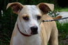 Angel the Beagle Mix