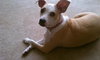 Angel the Beagle Mix