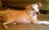 Angel the Beagle Mix