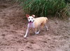 Angel the Beagle Mix