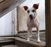 Angel the Beagle Mix