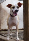 Angel the Beagle Mix