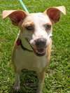 Angel the Beagle Mix