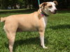 Angel the Beagle Mix