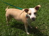 Angel the Beagle Mix