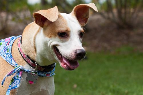 Angel the Beagle Mix