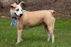 Angel the Beagle Mix