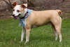 Angel the Beagle Mix