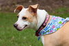 Angel the Beagle Mix