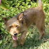 Gracie Ann the Yorkie