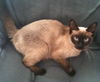 Macie the Chocolate Point Siamese Beauty