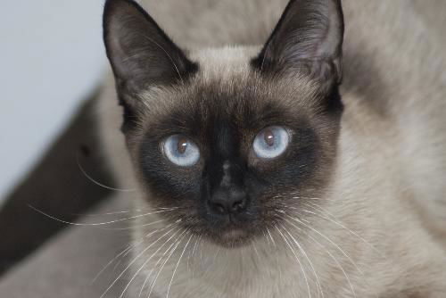 Macie the Chocolate Point Siamese Beauty