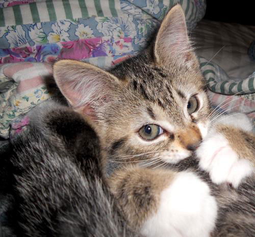 Iris the Gray Kitten