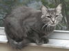 Lillybella the Maine Coon Beauty