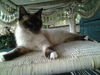 Sammi the Snowshoe Beauty