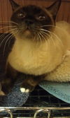 Sammi the Snowshoe Beauty