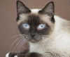 Sammi the Snowshoe Beauty