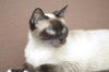 Sammi the Snowshoe Beauty