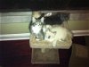 Sassy the Siamese Kitten
