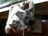 Sassy the Siamese Kitten