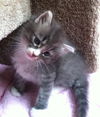 Roscoe the Kitten