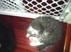 Roscoe the Kitten
