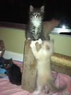Roscoe the Kitten