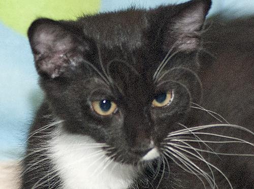 Chance the Maine Coon Mix Tuxedo Kitten's Web Page
